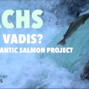 Lachs-quo-vadis-The-Atlantic-salmon-project-4K