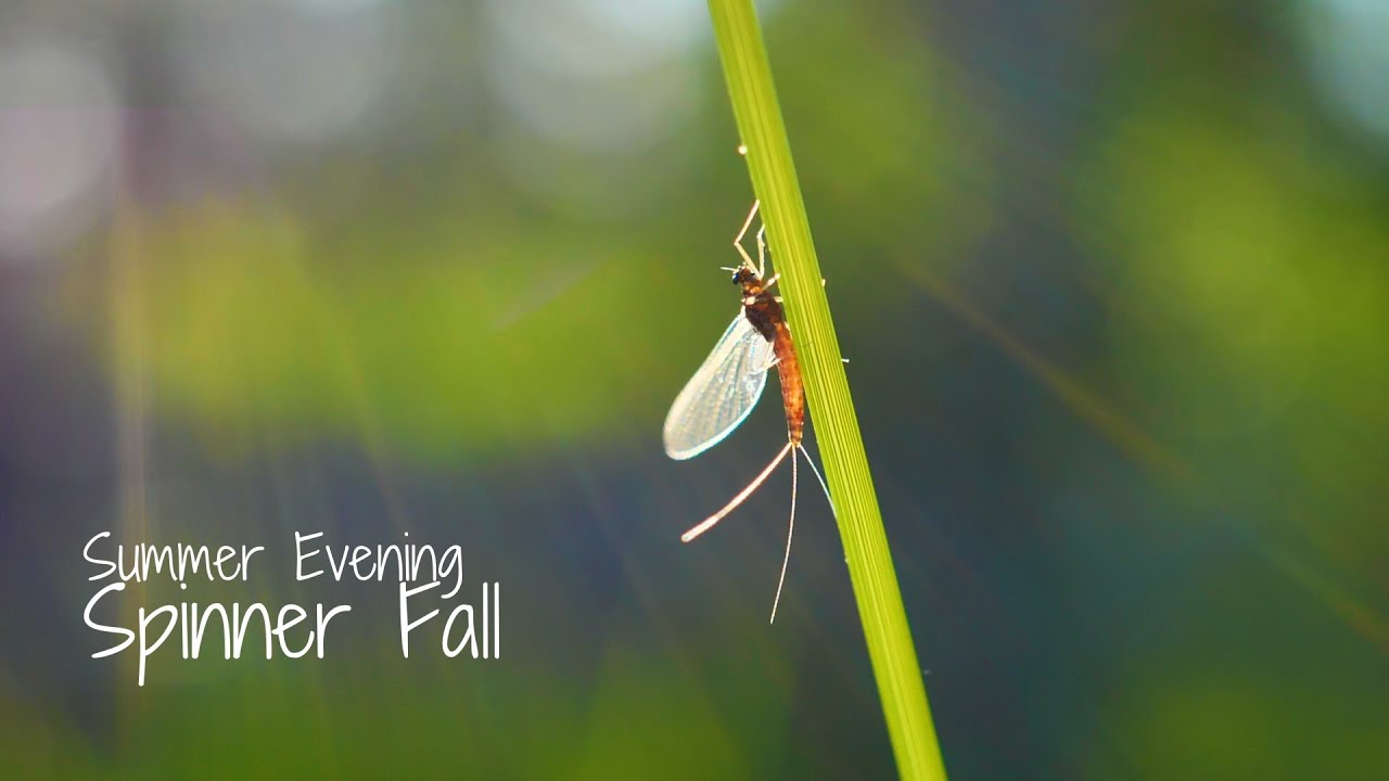 Summer-Evening-Spinner-Fall