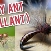 TYING-SEXY-ANT-QUILL-ANT