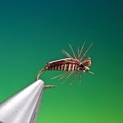 Fly-Tying-a-water-bug-corixa-with-Barry-Ord-Clarke