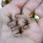 Tying-a-Rough-Olive-Dry-Fly-by-Davie-McPhail
