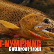 As-It-Happens-How-to-Sight-Nymph-Cutthroat-Trout-Streams