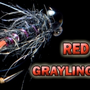 Black-Red-Tag-Grayling-Bug-I-See-Red-Things-AndyPandy