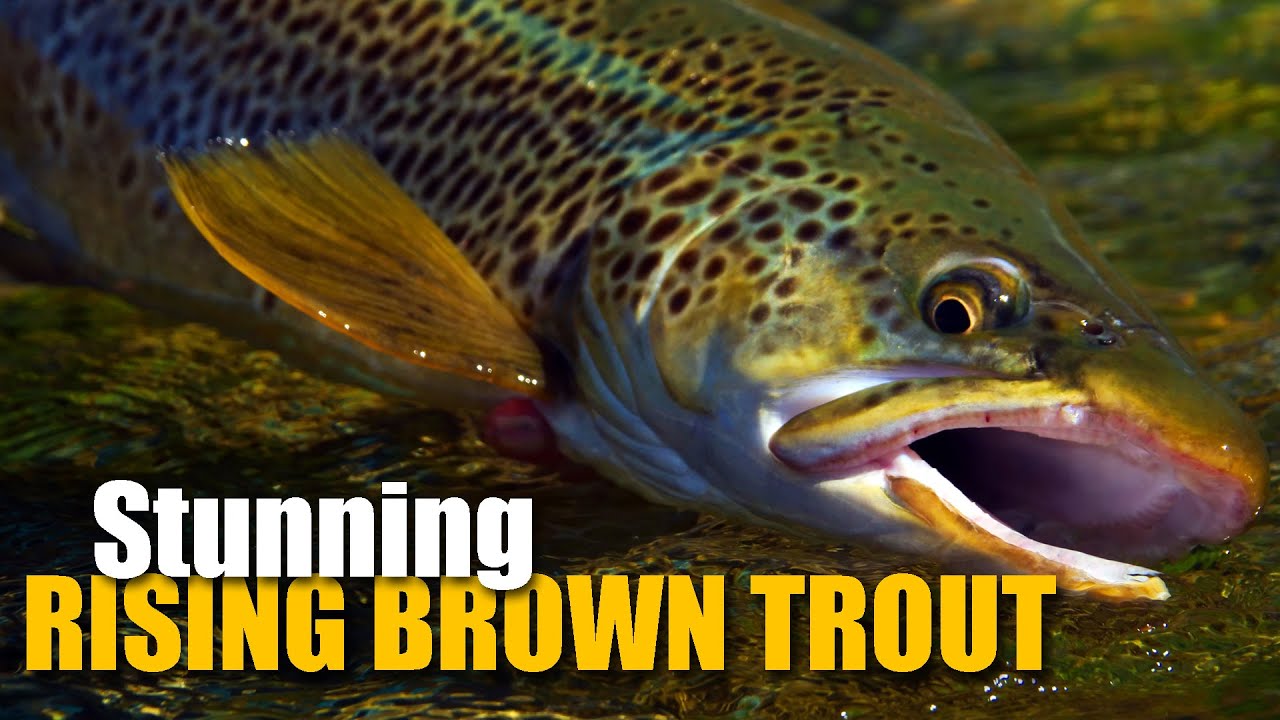 Dry-Fly-Fishing-for-2-LARGE-RISING-brown-trout
