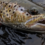 Few-Small-Trout
