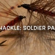 Red-Hackle-or-Soldier-Palmer
