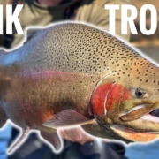 Sight-Fishing-MONSTER-NZ-Trout