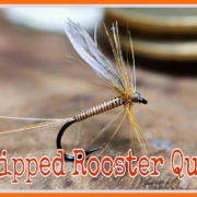 Stripped-Rooster-Quill