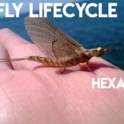 Hexagenia-Mayfly-Life-Cycle