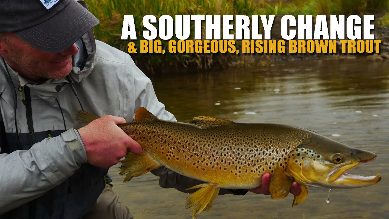 A-Southerly-Change-Big-Gorgeous-Rising-Brown-Trout