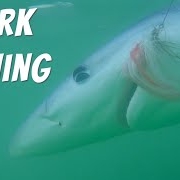 Fly-Fishing-for-Sharks-on-the-Maine-Coast