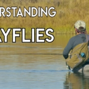 Understanding-Mayflies-with-Tom-Rosenbauer