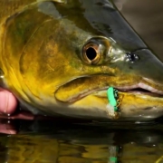A-Return-to-Magic-Brown-Trout-in-a-Gorgeous-Spring-Creek-dry-fly-fishing