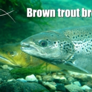 Brown-Trout-spawning-in-a-small-stream