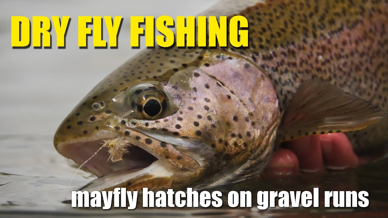 Dry-Fly-Fishing-During-A-Mayfly-Hatch