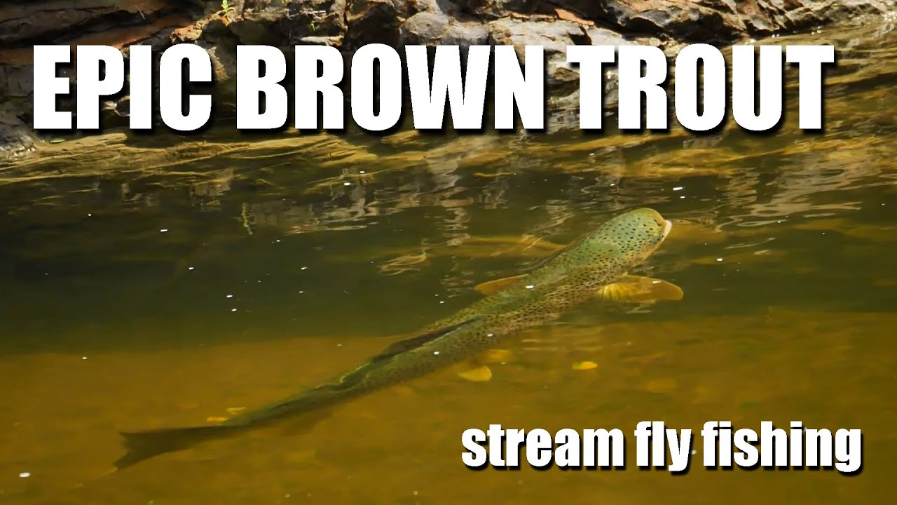 Fly-Fishing-HUGE-BROWN-TROUT-in-tiny-water.-The-art-of-hunting-brown-trout-EPIC