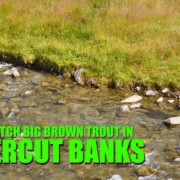 How-to-Find-and-Fly-Fish-Brown-Trout-in-Shallow-Undercut-Banks