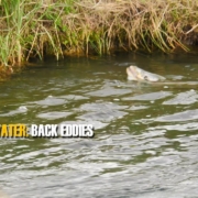 READING-TROUT-WATER-Back-eddies