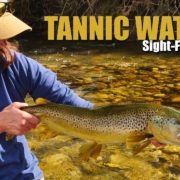Sighting-Brown-Trout-in-Tannic-Water