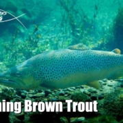 Spawning-brown-trout