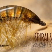 Spiral-Shrimp-Fly-tying-a-great-looking-shrimp-that-looks-complicated-but-is-really-easy