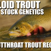 Triploiding-Trout-Alberta-Westslope-Cutthroat-Trout-Recovery-amp-Broodstock-Genetics