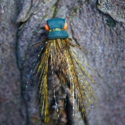 Tying-a-Olive-Cicada-Fly-by-Davie-McPhail