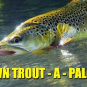 quotBrown-Trout-A-Paloozaquot-one-stunning-day-of-Brown-Trout-Fly-Fishing
