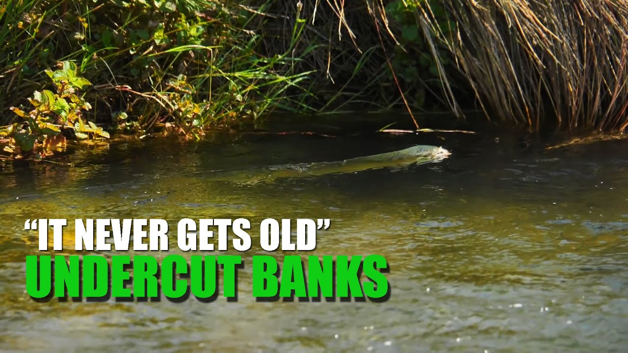 quotIt-Never-Gets-Oldquot-How-to-fly-fish-undercut-banks