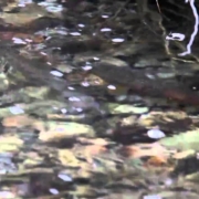 Alberta-brown-trout-and-brook-trout-spawning