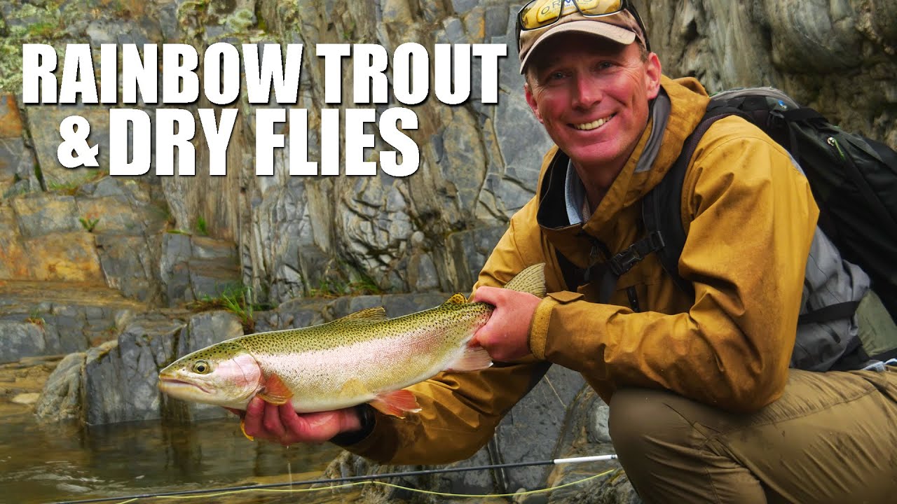 Dry-Fly-Fishing-Rainbow-Trout-Gorgeous-Stream-Trout-Fishing-Dry-Fly-Fishing-Rainbow-Trout