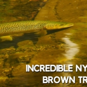 Obsessive-Brown-Trout-Fly-Fishing-Wonderful-Beautiful-Tedious-Fly-Fishing-in-Gin-Clear-Water