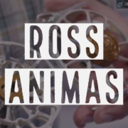 Ross-Animas-Fly-Reel-Insider-Review