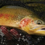 Cutthroat-Trout-Dry-Flies-Droppers-Hits-amp-Misses-Fly-Fishing-Cutthroat-Trout-in-Alberta