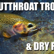 Dry-Fly-Fishing-Cutthroat-Trout-Stunning-Dry-Fly-Fishing-at-the-Peak-of-Summer-in-Alberta