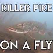 Killer-Pike-on-a-Fly