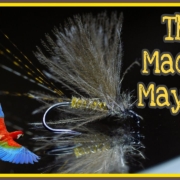 Macaw-Mayfly