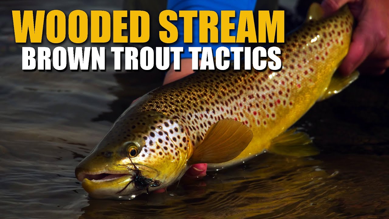 Brown-Trout-Stream-Tactics-Spring-Fly-Fishing-Dry-Flies-Streamers-amp-Nymphs-in-a-Wooded-Stream