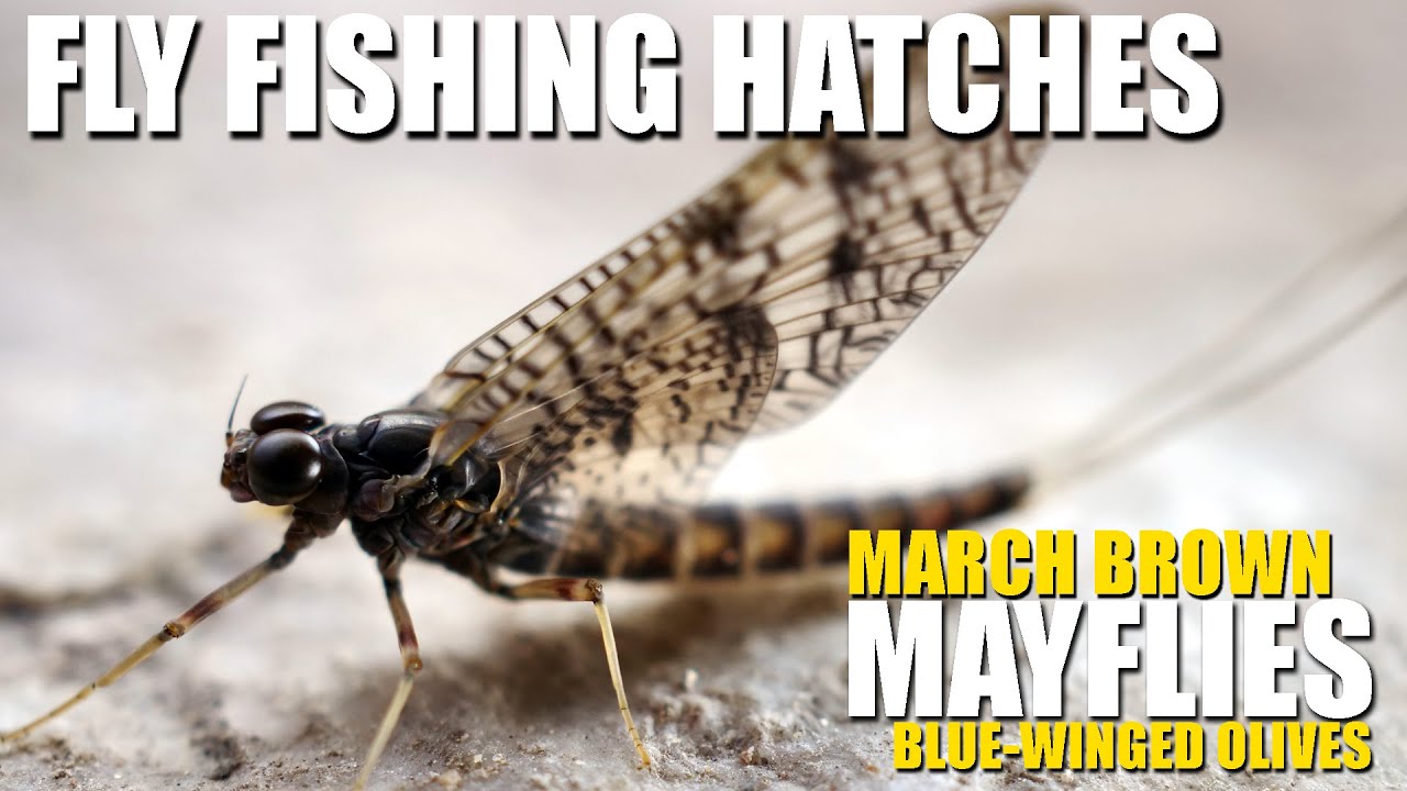 Fly-Fishing-Hatches-March-Brown-amp-Blue-Winged-Olive-Mayflies.-Rising-Rainbow-Trout-on-Dry-Flies