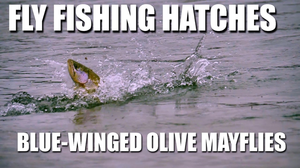 Fly-Fishing-Hatches-Spring-Blue-Winged-Olive-Mayflies.-Dry-Fly-Fishing-Rising-Rainbow-Trout
