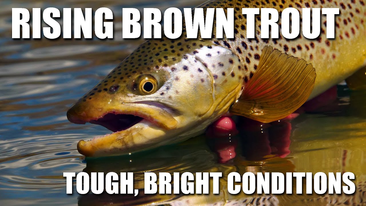 Fly-Fishing-Rising-Brown-Trout-On-FLAT-Water-in-BRIGHT-SUN.-Fly-Fishing-Brown-Trout-Tough-Condition