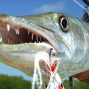 GIANT-BARRACUDA-ATTACK-FLY-FISHING-BEACH-ON-A-BIKE-by-TODD-MOEN