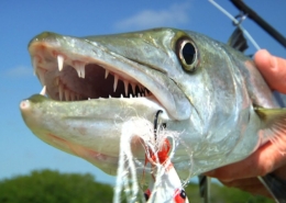GIANT-BARRACUDA-ATTACK-FLY-FISHING-BEACH-ON-A-BIKE-by-TODD-MOEN