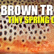 Sight-Fishing-amp-Dry-Fly-Fishing-in-a-TINY-SPRING-CREEK.-Amelia-catches-a-STUNNING-Brown-Trout
