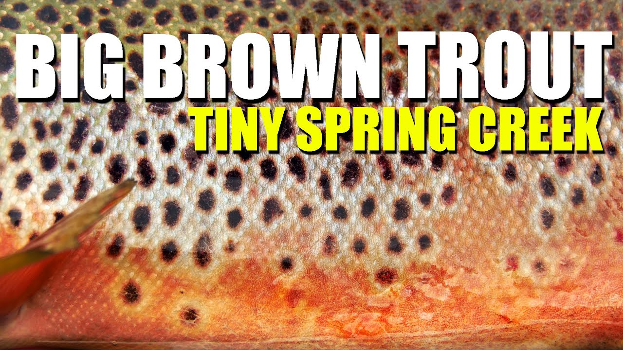 Sight-Fishing-amp-Dry-Fly-Fishing-in-a-TINY-SPRING-CREEK.-Amelia-catches-a-STUNNING-Brown-Trout