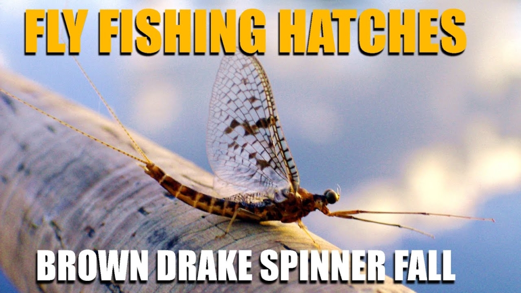 Fly-Fishing-Hatches-2-Nights-Waiting-on-A-Brown-Drake-Spinner-Fall.-Brown-Drakes-amp-Brown-Trout