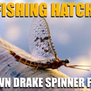 Fly-Fishing-Hatches-2-Nights-Waiting-on-A-Brown-Drake-Spinner-Fall.-Brown-Drakes-amp-Brown-Trout