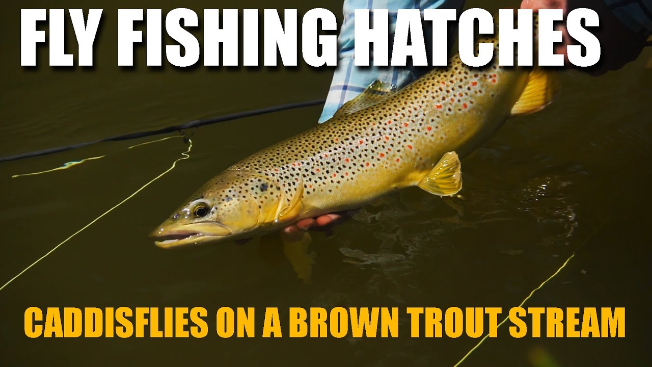 Fly-Fishing-Hatches-Caddisflies-on-a-Brown-Trout-Stream.-How-to-Catch-Brown-Trout-in-TIGHT-Cover