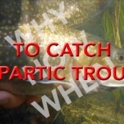 Why-How-When-and-Where-to-catch-Spartic-Trout.-A-cross-between-an-Artic-Char-and-Brook-Trout