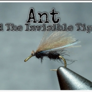 Ant-and-the-invisible-tippet